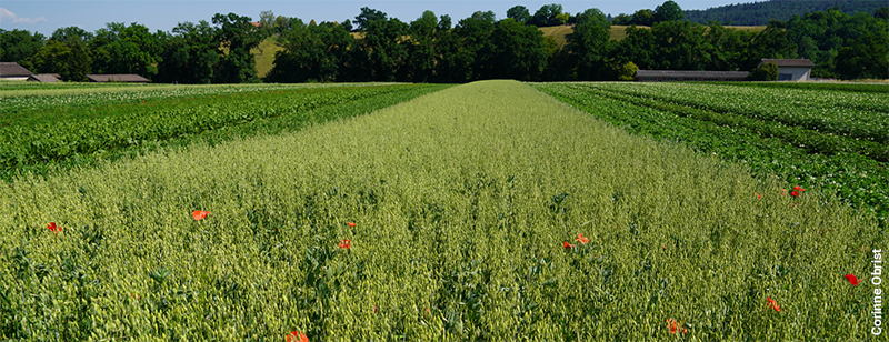 Green organic arable field with flowering poppies, surrounded by farmland, trees and rolling hills under a clear blue sky.