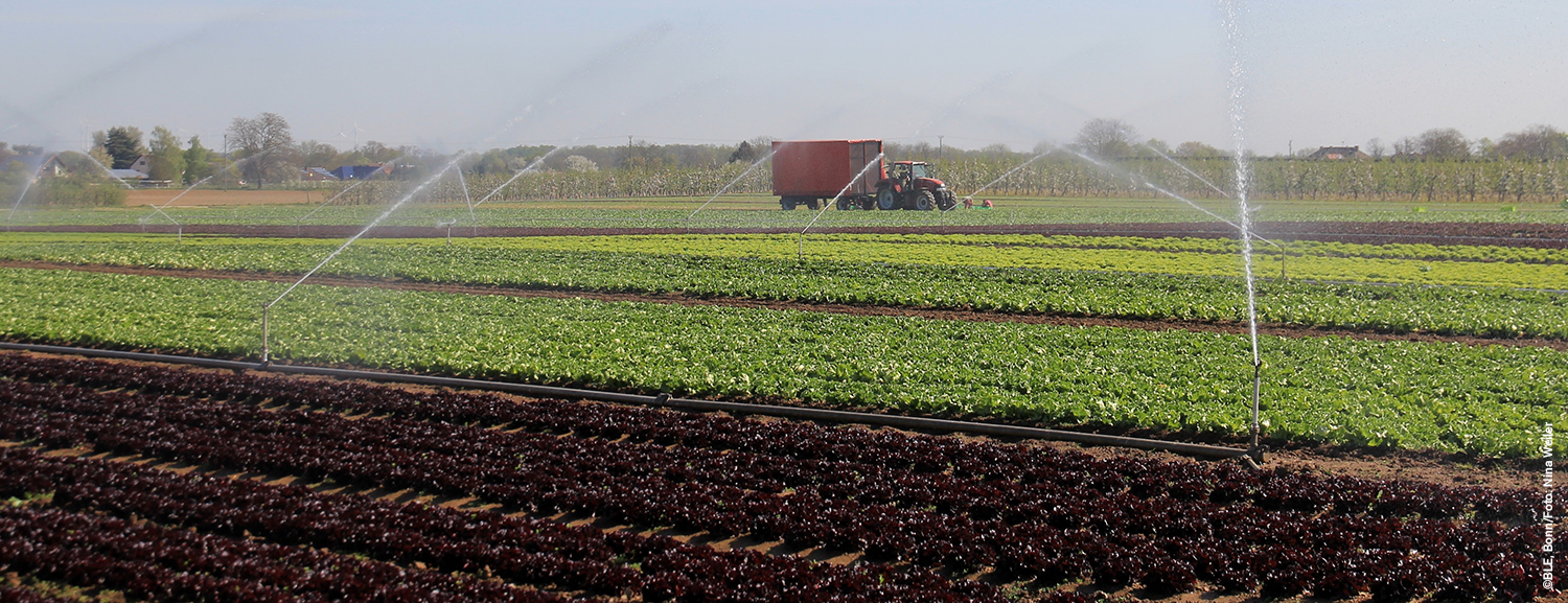 Vegetable fields with irrigation sprinklers and a tractor in the background.