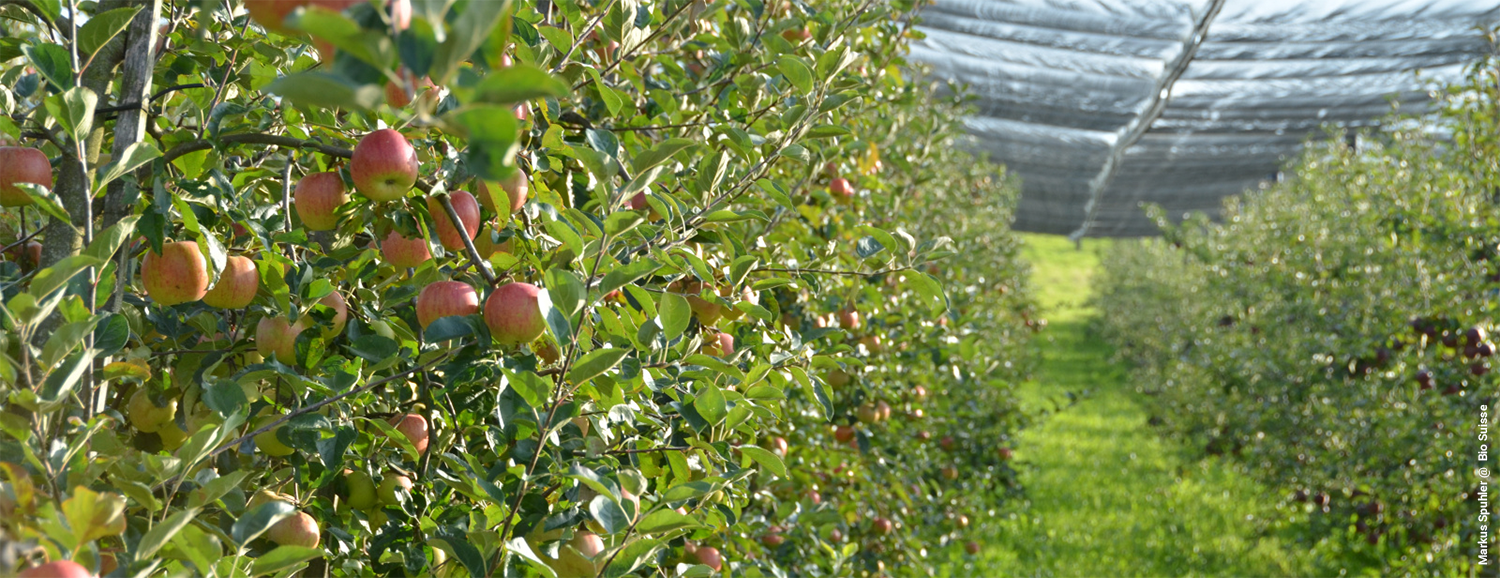 Organic apple orchard with ripe fruit under protective hail netting.