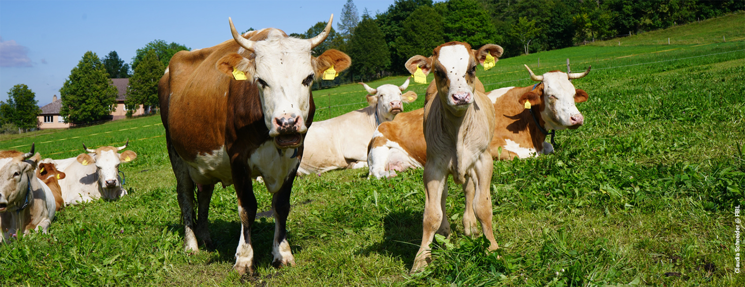 Cattle and calves grazing and resting on a green pasture