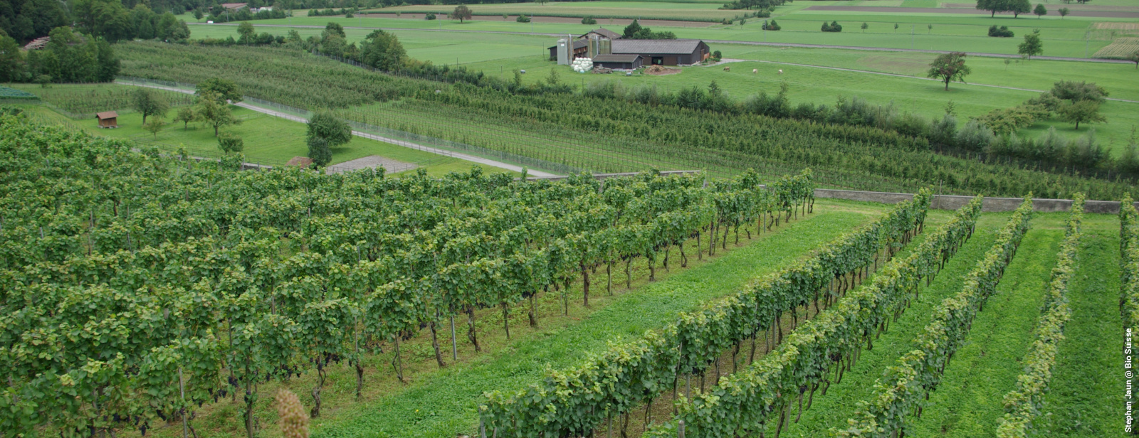 Organic vineyard rows overlooking a green agricultural landscape.