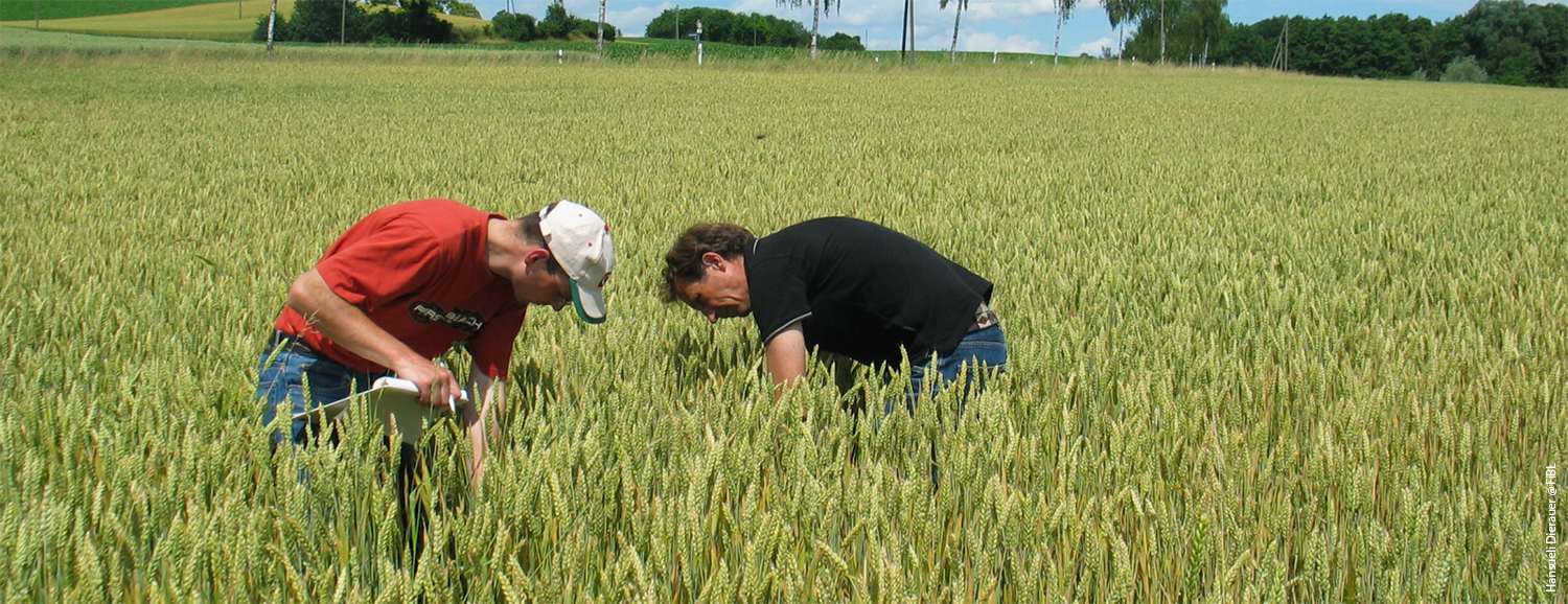 Two people examining crops in a cereal field.