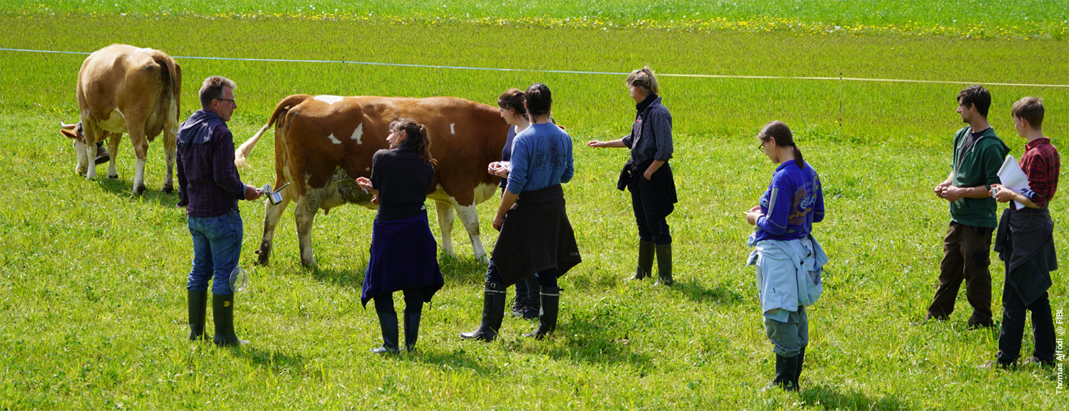 Group of agricultural advisors observing and discussing cattle on pasture.